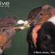 Illustration for article titled Vednesday Vulture - Vultur gryphus Edition